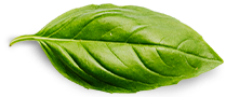 Accueil basil leaf