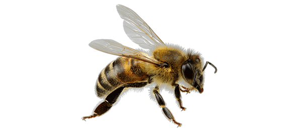 abeille miel france ours des lys