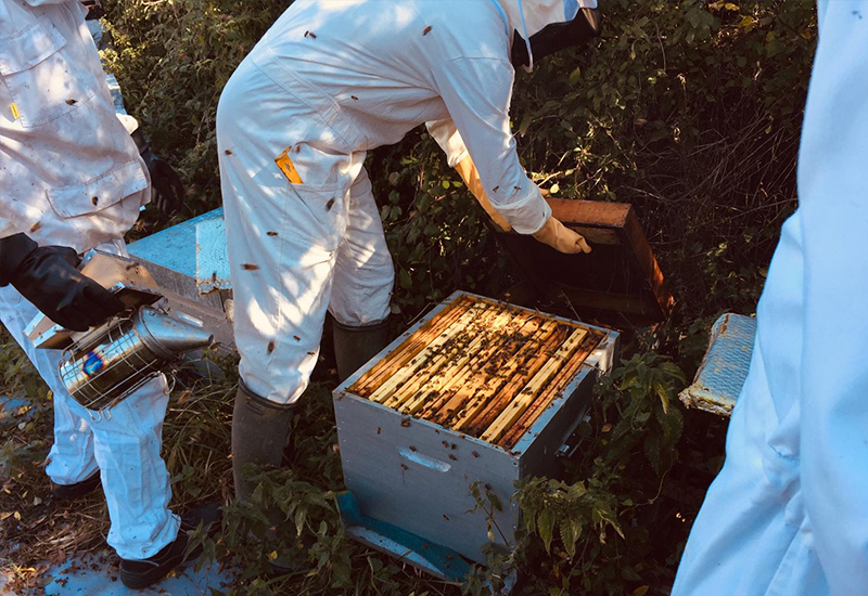 Ours-des-lys-BPREA-apiculture-IDF-ruches-en-entreprise