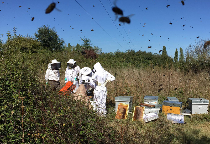 Ours-des-lys-BPREA-apiculture-Laval-apiculteur