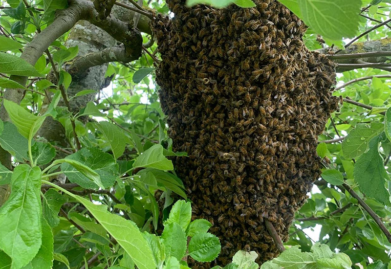 Ours-des-lys-BPREA-apiculture-essailage-ile-de-france