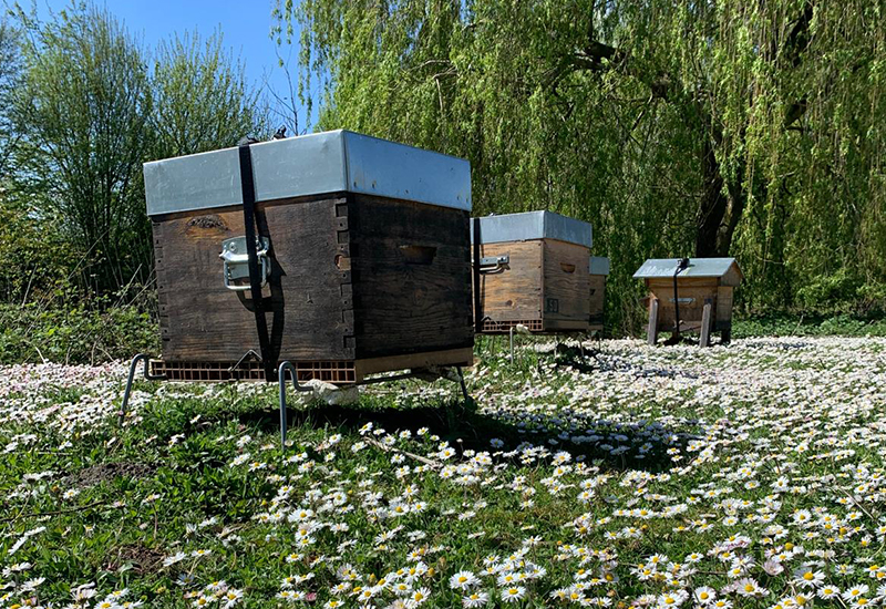 Ours-des-lys-apiculteur-abeilles-entreprises-Ile-de-france