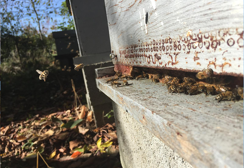 Ours-des-lys-apiculteur-ruches-en-entreprise-ile-de-france-abeilles
