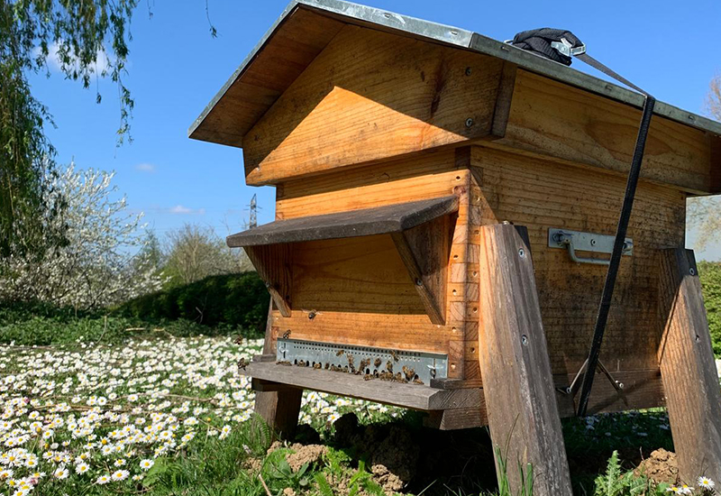 Ours-des-lys-apiculture-ruches-entreprises-Ile-de-france