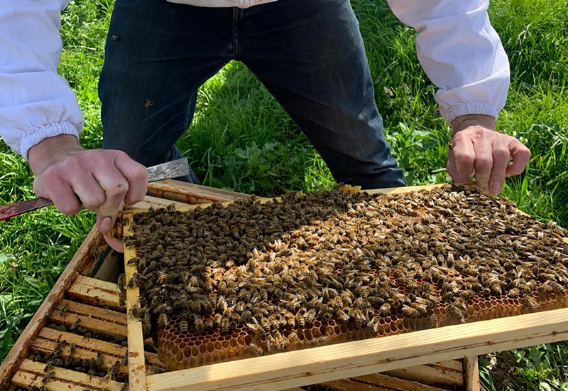 Ours-des-lys-ruches-en-entreprise-apiculture-Oise