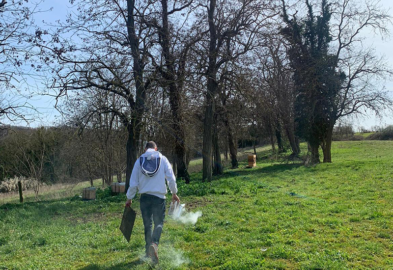 Ours-des-lys-ruches-en-entreprise-apiculture-Yvelines