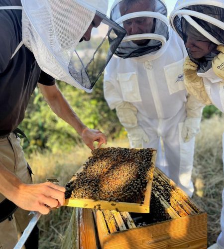 Ours-des-lycs-apiculture-ruches-collectivites-installation-Ile-de-france